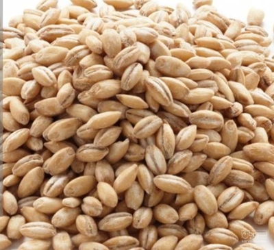 فروش گندم