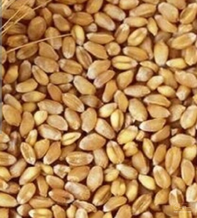 فروش گندم