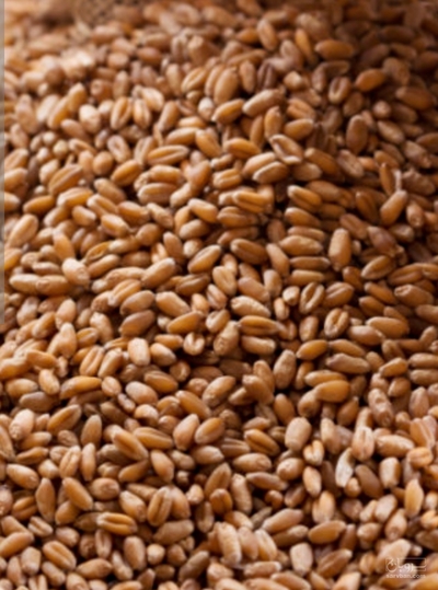 فروش گندم
