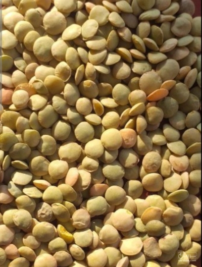 فروش عدس