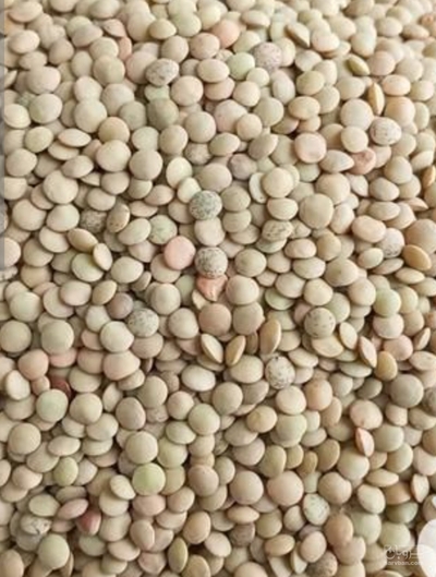 فروش عدس