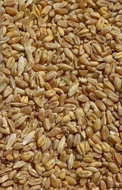فروش گندم