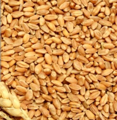 فروش گندم
