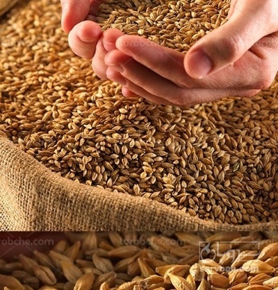 فروش گندم
