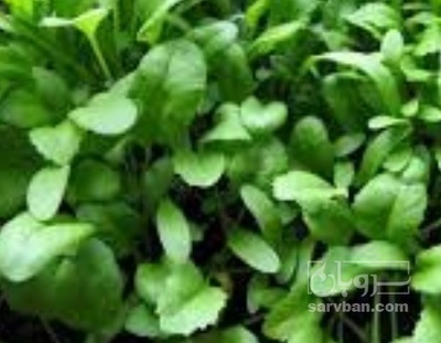 فروش شاهی - تره تیزک