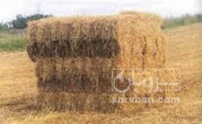 فروش کاه و کلش گندم