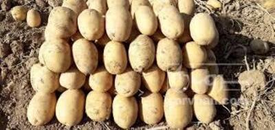 فروش سیب زمینی