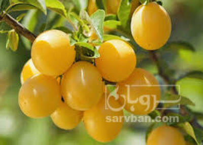 فروش آلو