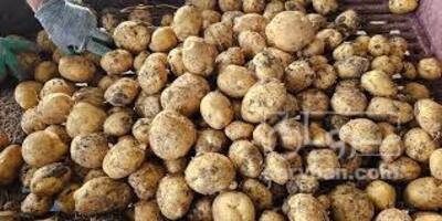 فروش انواع سیب زمینی  بذری