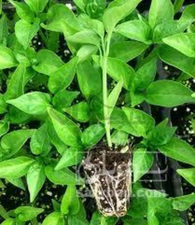 فروش نشا فلفل دلمه ای