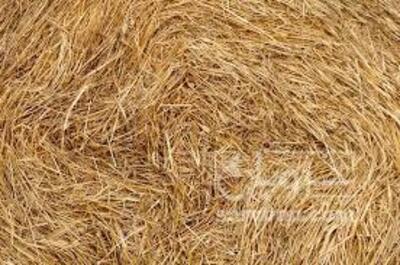 فروش کاه و کلش گندم