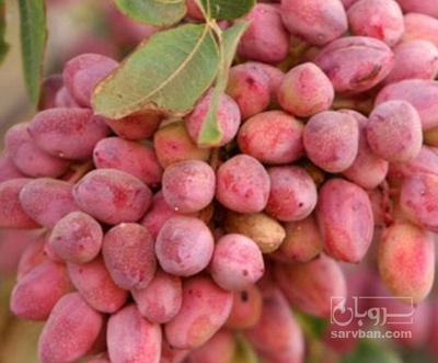 فروش پسته تر