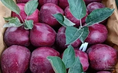 فروش سیب قرمز