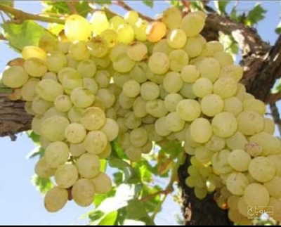 فروش انگور