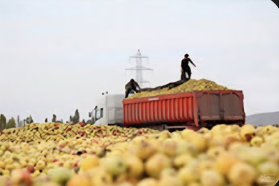 فروش ضایعات شلیل.هلو.سیب