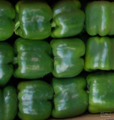 فروش فلفل دلمه ای