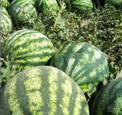 فروش هندوانه