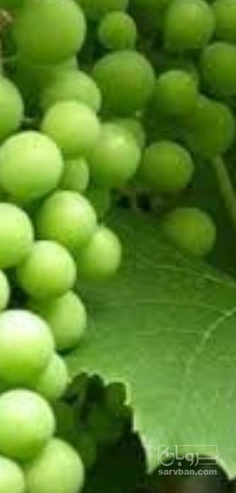 فروش غوره