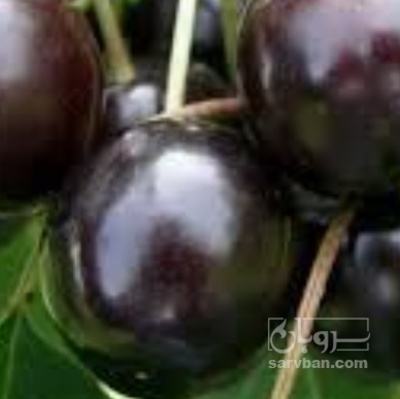 فروش گیلاس