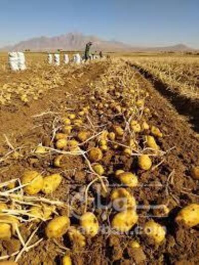 فروش سیب زمینی