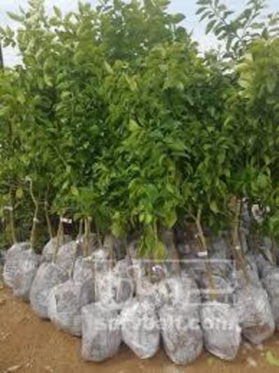 فروش انواع نهال زودبازده