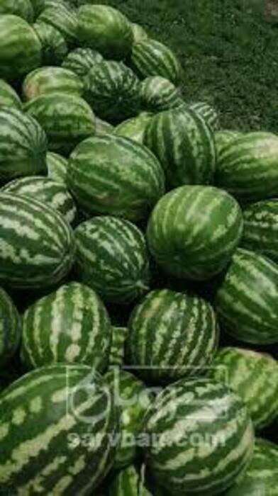 فروش هندوانه