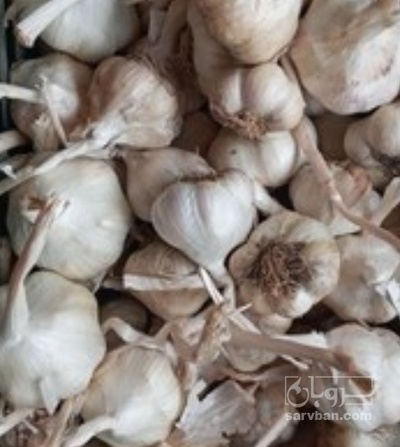 فروش سیر لشگری