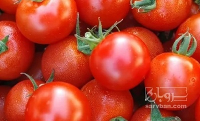 فروش گوجه فرنگی