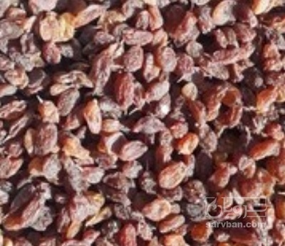 فروش کشمش افتابی