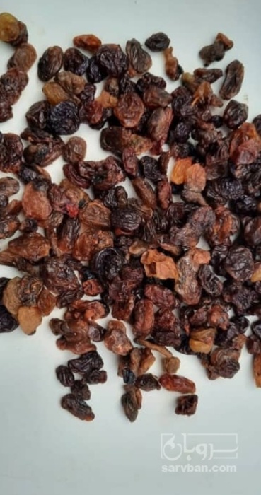 فروش کشمش پشت لیزری