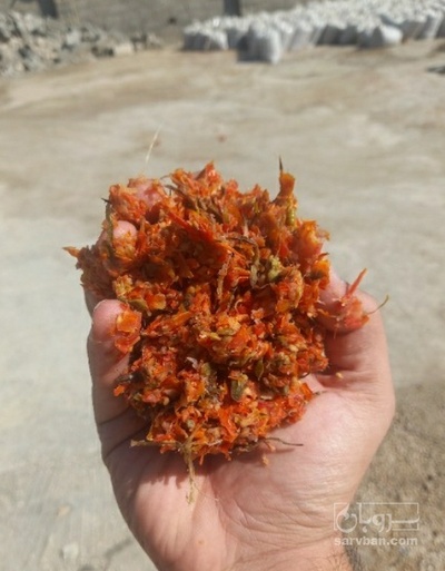 فروش  تفاله گوجه فرنگی تر