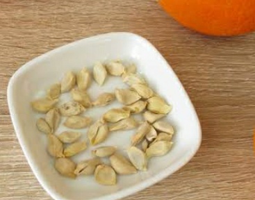 فروش  هسته لیمو ترش