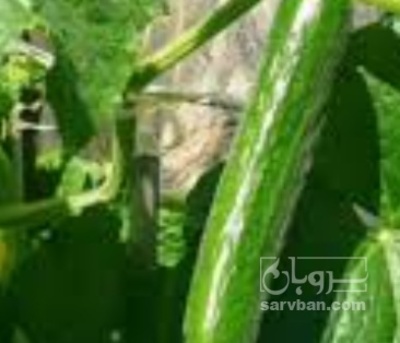 فروش خیار خیار شوری