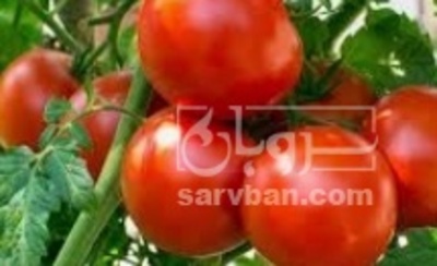 فروش گوجه فرنگی