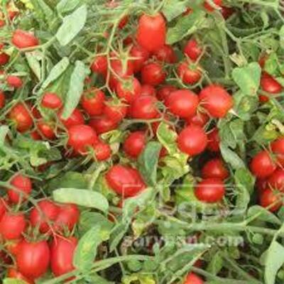 فروش گوجه فرنگی