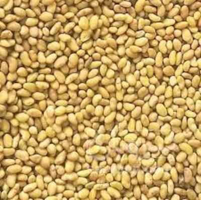 فروش بذر یونجه