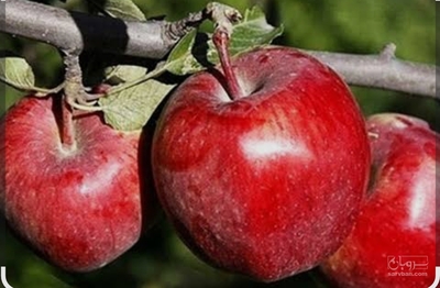 فروش سیب قرمز