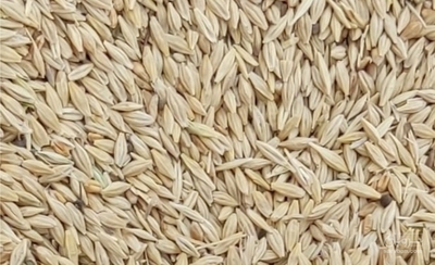 فروش جو