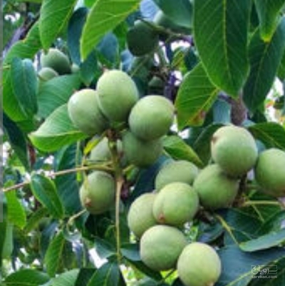 فروش گردو