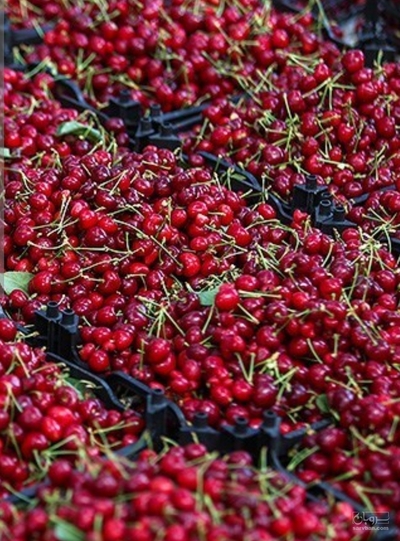 فروش گیلاس