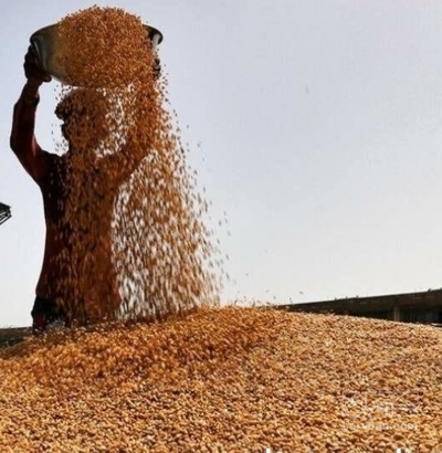 فروش گندم آبی