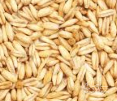فروش گندم