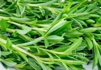 فروش مرزه