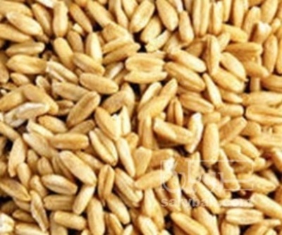 فروش گندم
