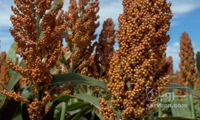 فروش سورگوم (جارو)