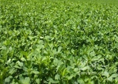 فروش یونجه