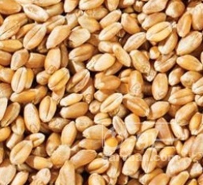 فروش گندم