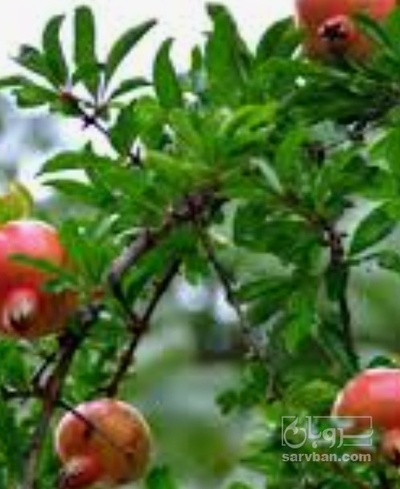 فروش انار