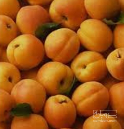 فروش زردآلو