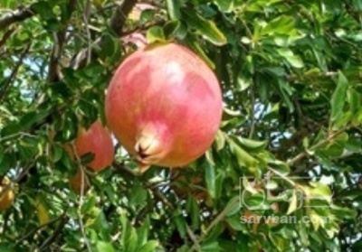 فروش انار